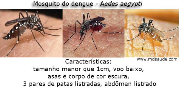 Mosquito-aedes-aegypti