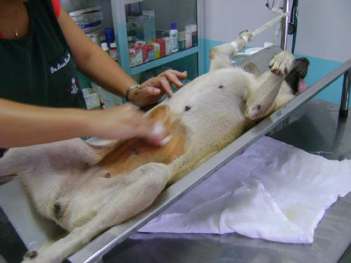 castração de cães
